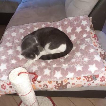 The Awesome House With The Bomber Cat Leilighet Lugo  Eksteriør bilde