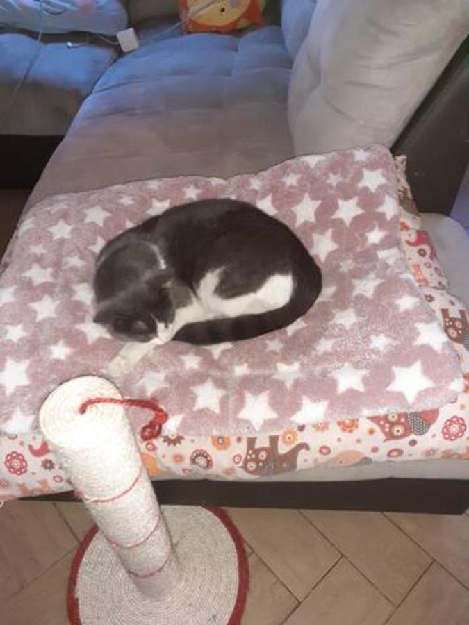 The Awesome House With The Bomber Cat Leilighet Lugo  Eksteriør bilde